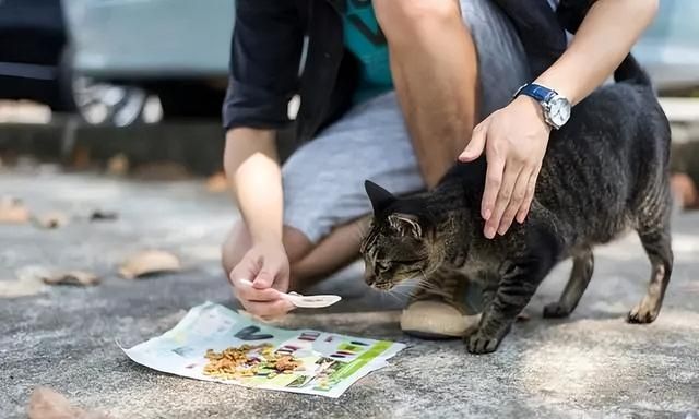 遇到流浪猫流浪狗怎么办,宠物猫遇到流浪狗会怎么样图4