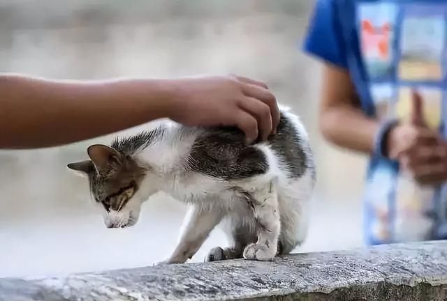 遇到流浪猫流浪狗怎么办,宠物猫遇到流浪狗会怎么样图5