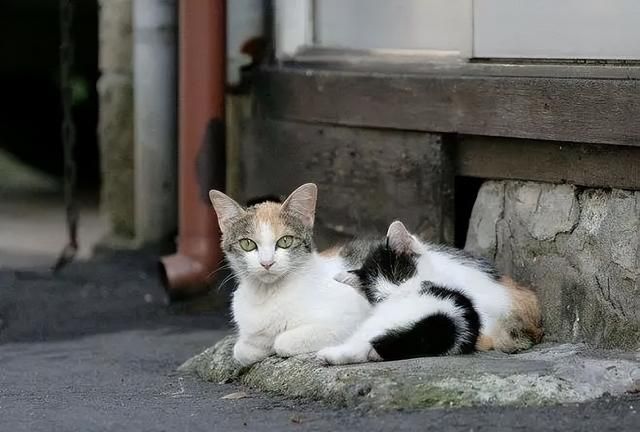 遇到流浪猫流浪狗怎么办,宠物猫遇到流浪狗会怎么样图8