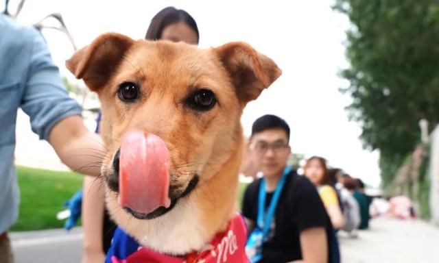 遇到流浪猫流浪狗怎么办,宠物猫遇到流浪狗会怎么样图14