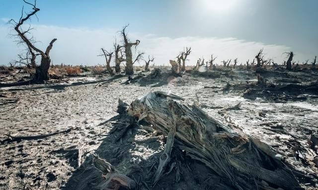 种树可以防止沙漠化吗(防止沙漠土地化的方法)图4