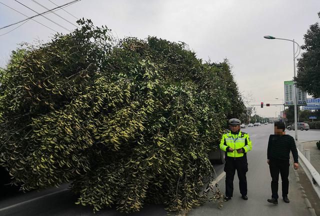 种树可以防止沙漠化吗(防止沙漠土地化的方法)图12