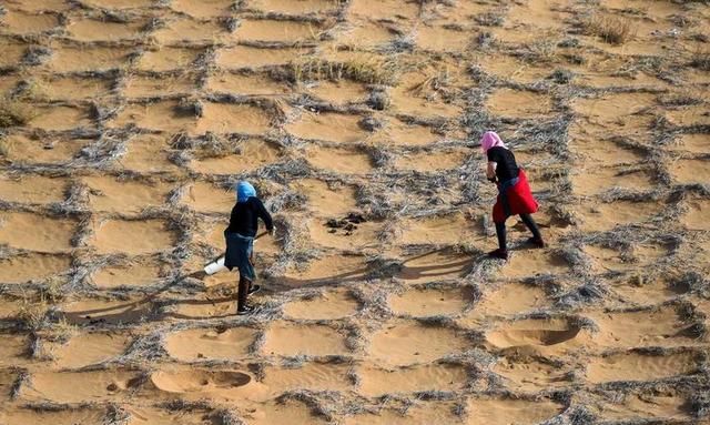 种树可以防止沙漠化吗(防止沙漠土地化的方法)图13