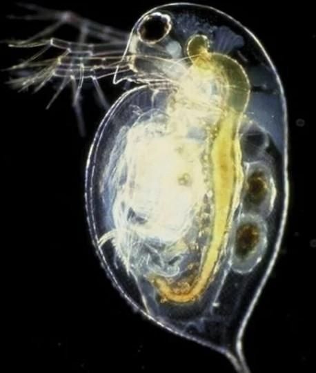 水蚤繁殖方式教程(水蚤是鱼类的优良饵料)图4