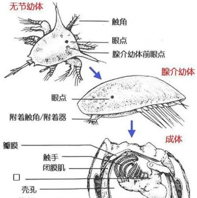 为什么说藤壶是来自地狱的佳肴(为什么说藤壶是来自地狱的美食)图3