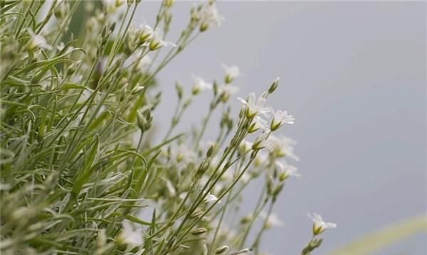 让人心痛无奈的情感说说,无奈心痛想哭的说说图1