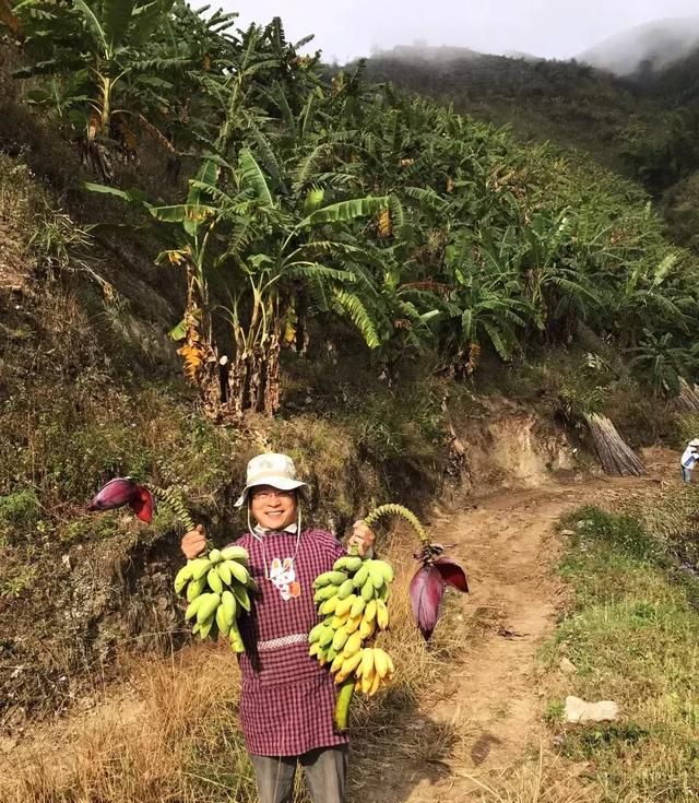 小芭蕉哪种好吃(野芭蕉有什么好吃的)图14