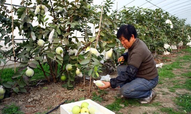 番石榴北方也能种果实更大更甜,番石榴是浆果吗图5