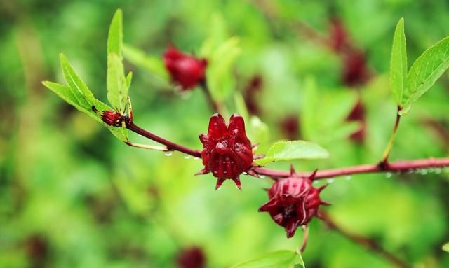 洛神花是红桃k花吗,红桃k与洛神花有什么区别图1