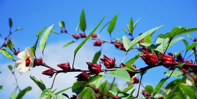 洛神花是红桃k花吗,红桃k与洛神花有什么区别图6