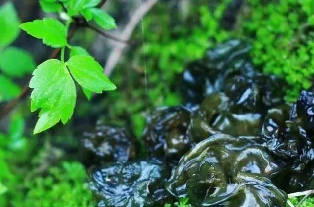 老家的这种野菜,只有雨天才能吃到,营养又美味的英文图1