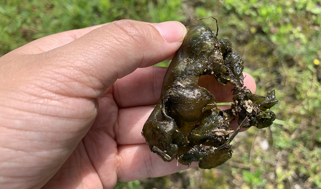 老家的这种野菜,只有雨天才能吃到,营养又美味的英文图5