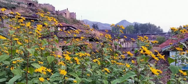 向日葵和洋姜花的区别(洋姜苗和向日葵苗)图2