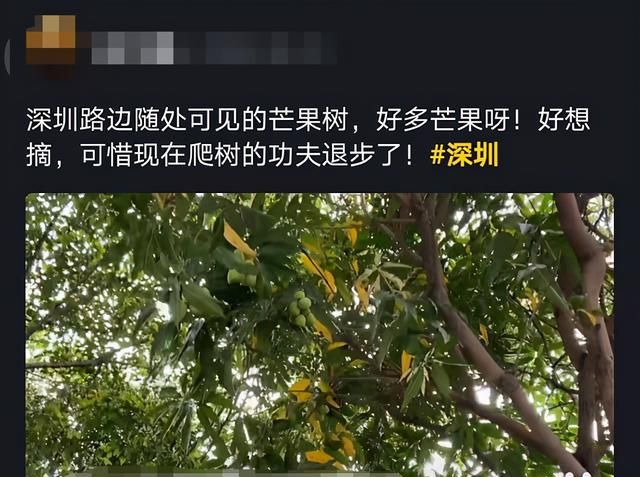 深圳路边的绿化芒果能吃吗(种在小区里面的绿化芒可以吃吗)图2