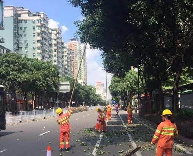 深圳路边的绿化芒果能吃吗(种在小区里面的绿化芒可以吃吗)图17