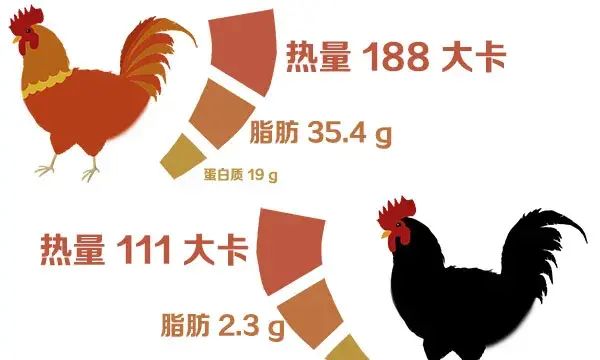 乌鸡真的比普通鸡有营养吗图2