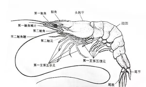 对虾的内部结构(养虾人必读对虾虾病判断的小技巧)图2