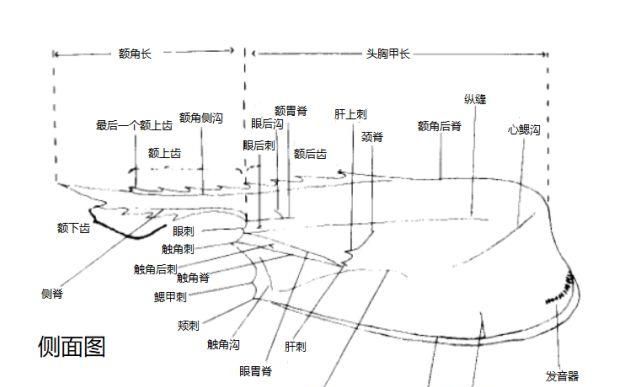 对虾的内部结构(养虾人必读对虾虾病判断的小技巧)图3