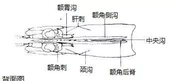 对虾的内部结构(养虾人必读对虾虾病判断的小技巧)图4