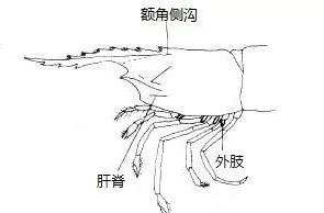 对虾的内部结构(养虾人必读对虾虾病判断的小技巧)图5