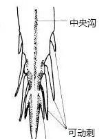 对虾的内部结构(养虾人必读对虾虾病判断的小技巧)图6