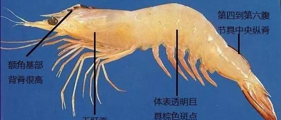 对虾的内部结构(养虾人必读对虾虾病判断的小技巧)图9