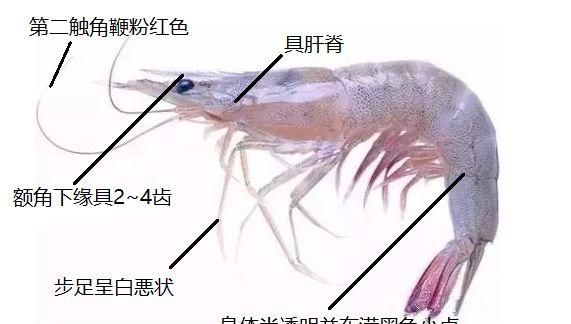 对虾的内部结构(养虾人必读对虾虾病判断的小技巧)图11