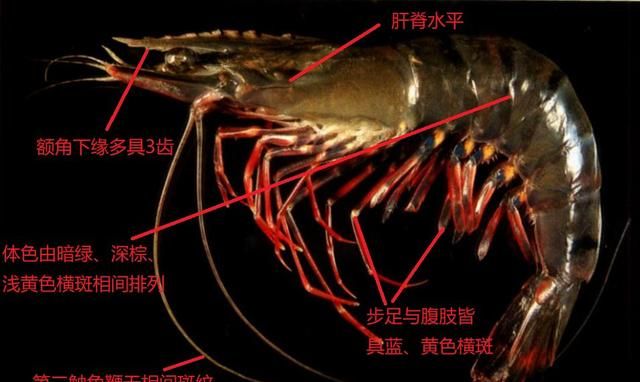 对虾的内部结构(养虾人必读对虾虾病判断的小技巧)图12