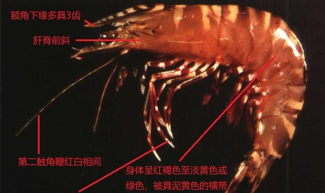 对虾的内部结构(养虾人必读对虾虾病判断的小技巧)图13