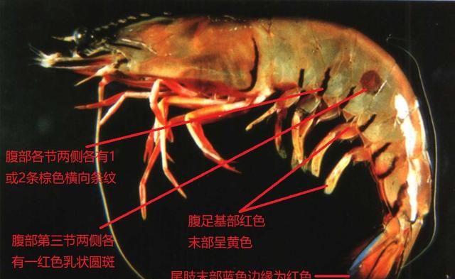 对虾的内部结构(养虾人必读对虾虾病判断的小技巧)图15