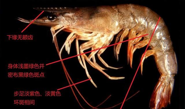 对虾的内部结构(养虾人必读对虾虾病判断的小技巧)图16