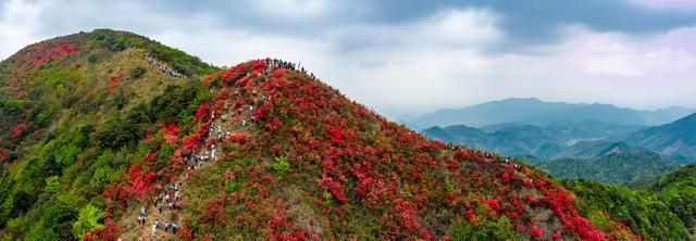 在农村很多人小时候都喜欢吃的一种花!杜鹃花是什么图1