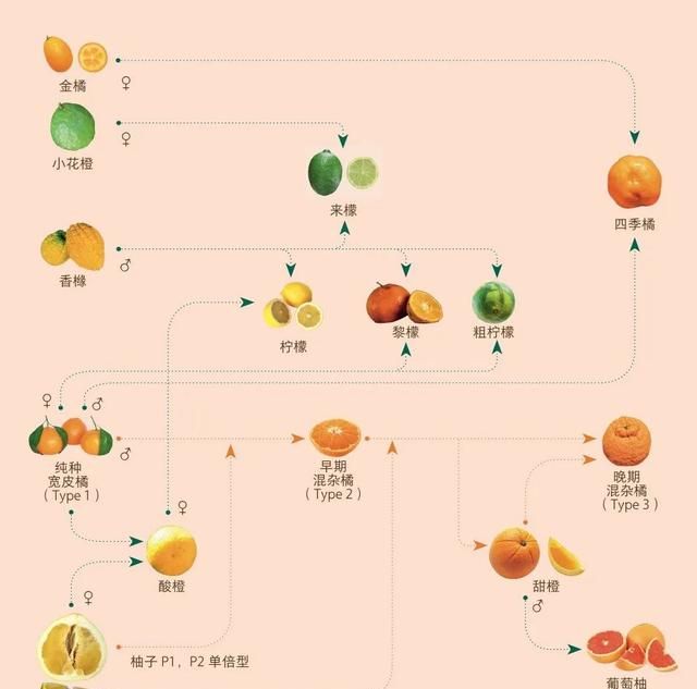 柑橘橙子柚子三者的关系,不白吃你能分清楚橘子橙子柚子吗图9