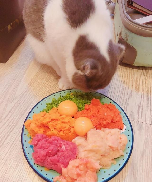 自制猫饭需要什么材料,猫咪自制猫饭图7