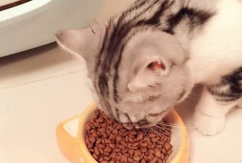 自制猫饭需要什么材料,猫咪自制猫饭图13