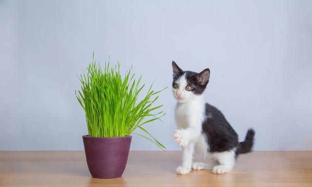 铲屎官：猫咪掉毛多吃化毛膏是首选吗？比起化毛膏猫草更值得推荐图7