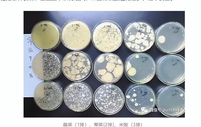 隔夜米饭能不能吃,专家实验后说出了实情图3