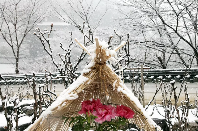 牡丹花的源流和中日欧美种群介绍的区别图22