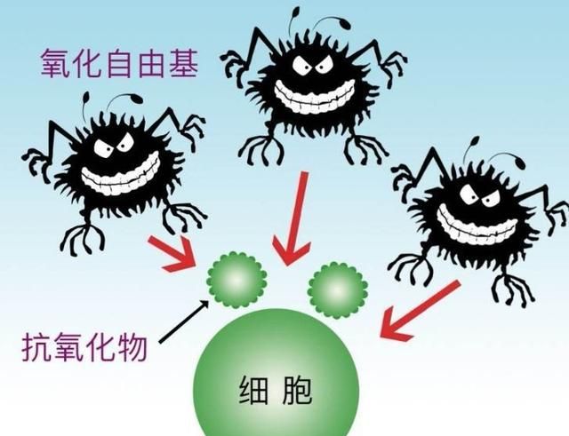 自由基会导致哪些皮肤问题图3