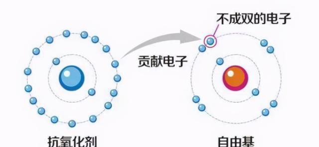 自由基会导致哪些皮肤问题图7