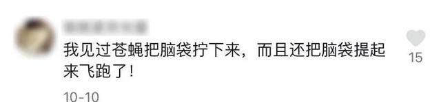 苍蝇为什么会把自己头拧下来(苍蝇为何不停搓手还把头拧下来玩)图11