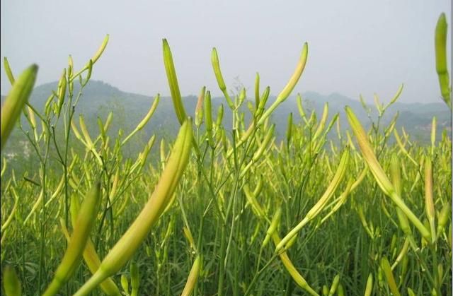 草莓的生物学特性及其栽培技术(黄花菜的生长习性及栽培技术)图2