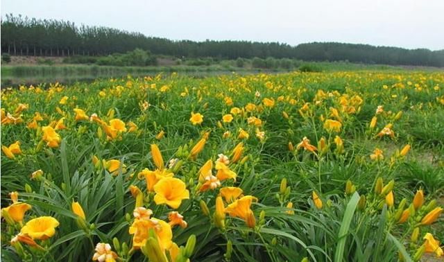 草莓的生物学特性及其栽培技术(黄花菜的生长习性及栽培技术)图3