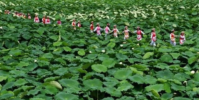 十里荷廊风景区门票多少钱(叶辛与安顺)图4