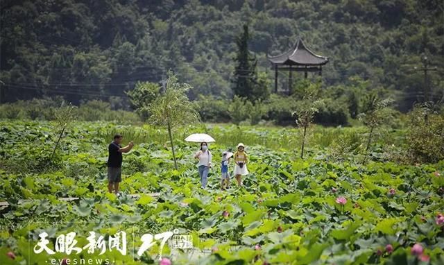 十里荷廊风景区门票多少钱(叶辛与安顺)图5