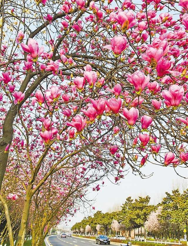 假期赏花这些小众赏花地值得去图3