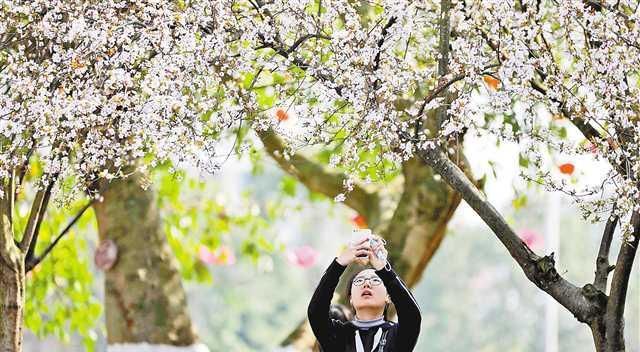 假期赏花这些小众赏花地值得去图7