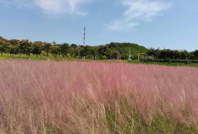 重庆北碚三月免费看花最好去处图19