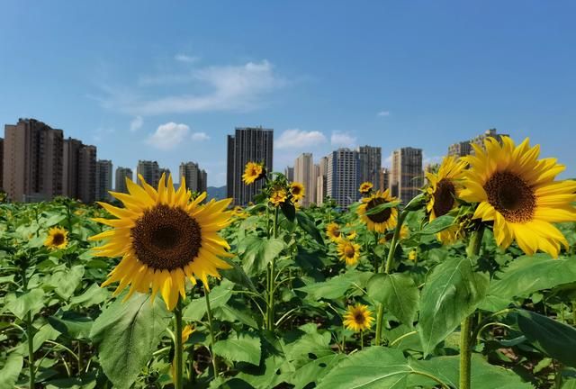 重庆北碚三月免费看花最好去处图36