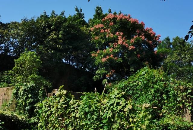 重庆北碚三月免费看花最好去处图60